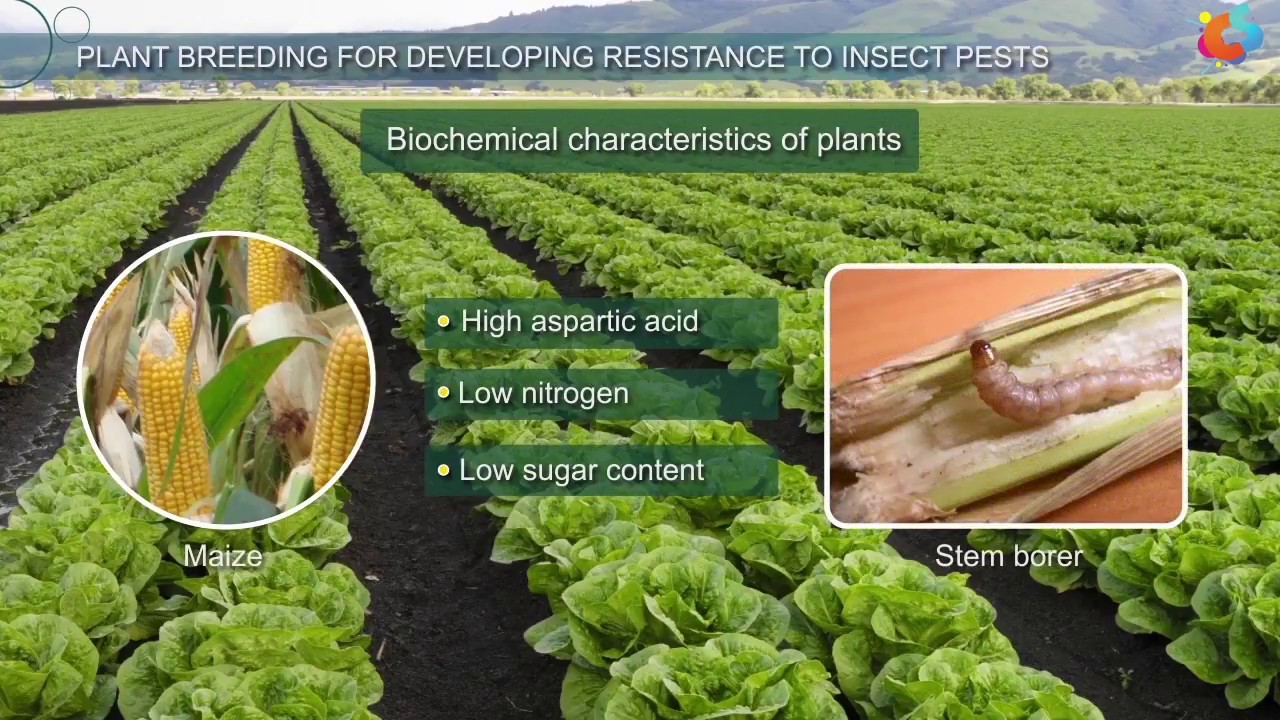 Plant Breeding For Developing Resistance To Insect Pests