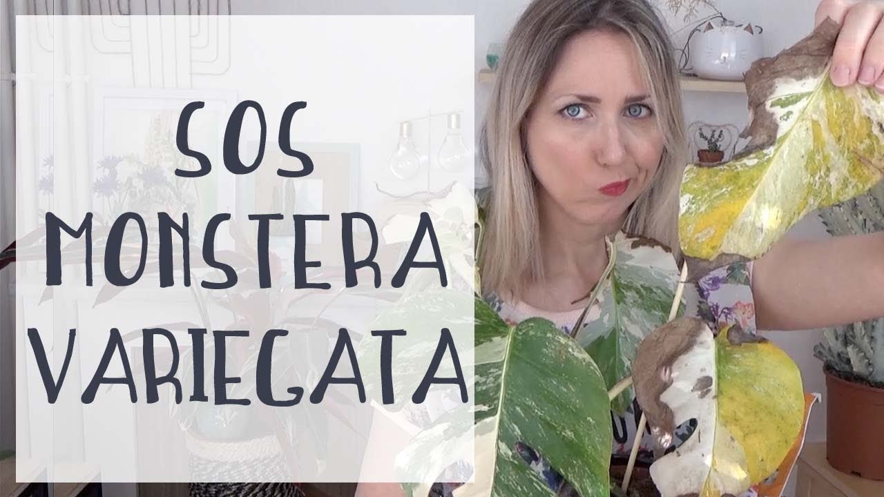 🌿 Monstera Variegata : Sauvetage #1| Comment rempoter un monstera