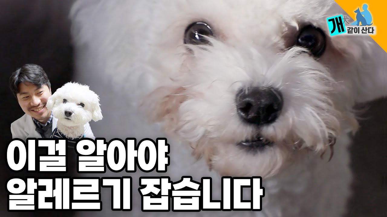 반려견 눈물 때문에 고생한 수의사가 직접 알려주는, 병원 가기 전 꼭 봐야 할 영상! 강아지 '알레르기' 1편 | 개(犬), 같이산다!