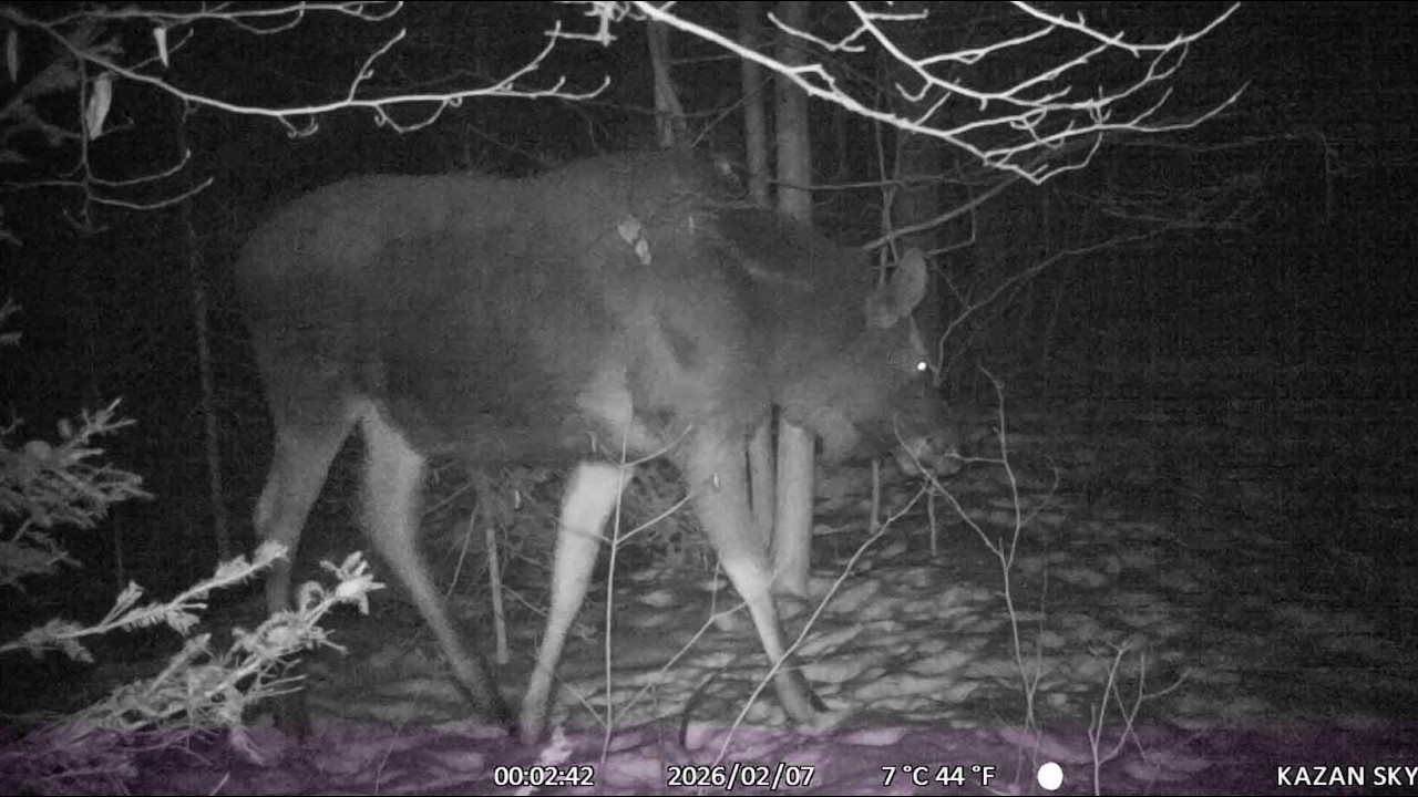 harce w zaspach 25.01-17.02.2026