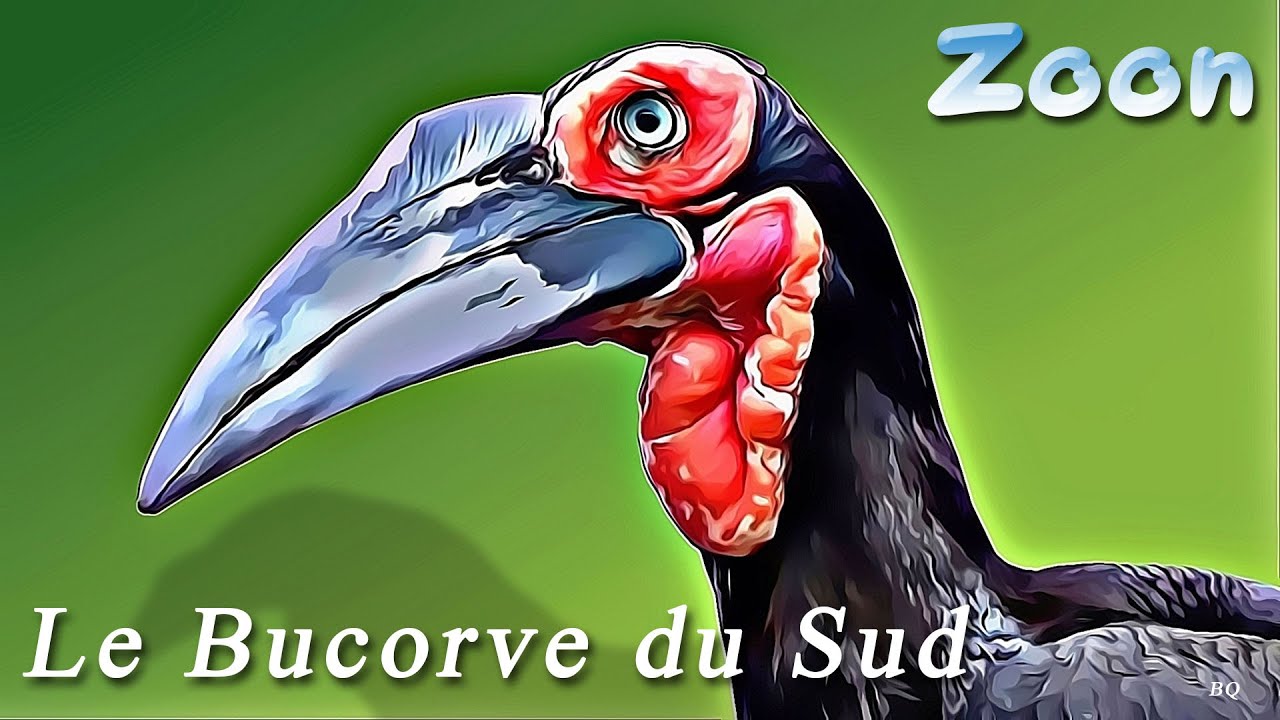 Le Bucorve du Sud - The southern ground hornbill