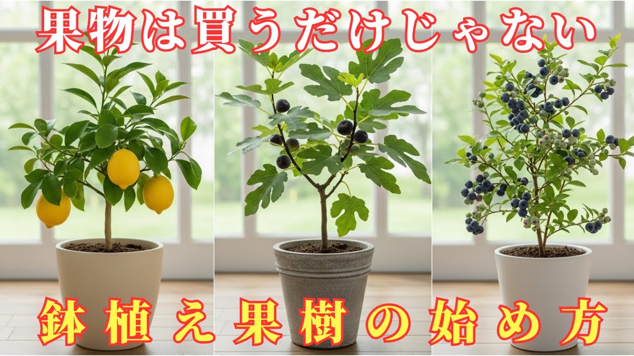 狭いベランダでもできる鉢植えで育てる果樹の選び方と実りのある暮らし