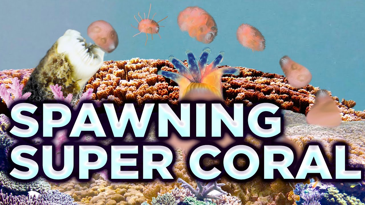 Spawning Super Coral To Help Save The Reefs | From The Lab