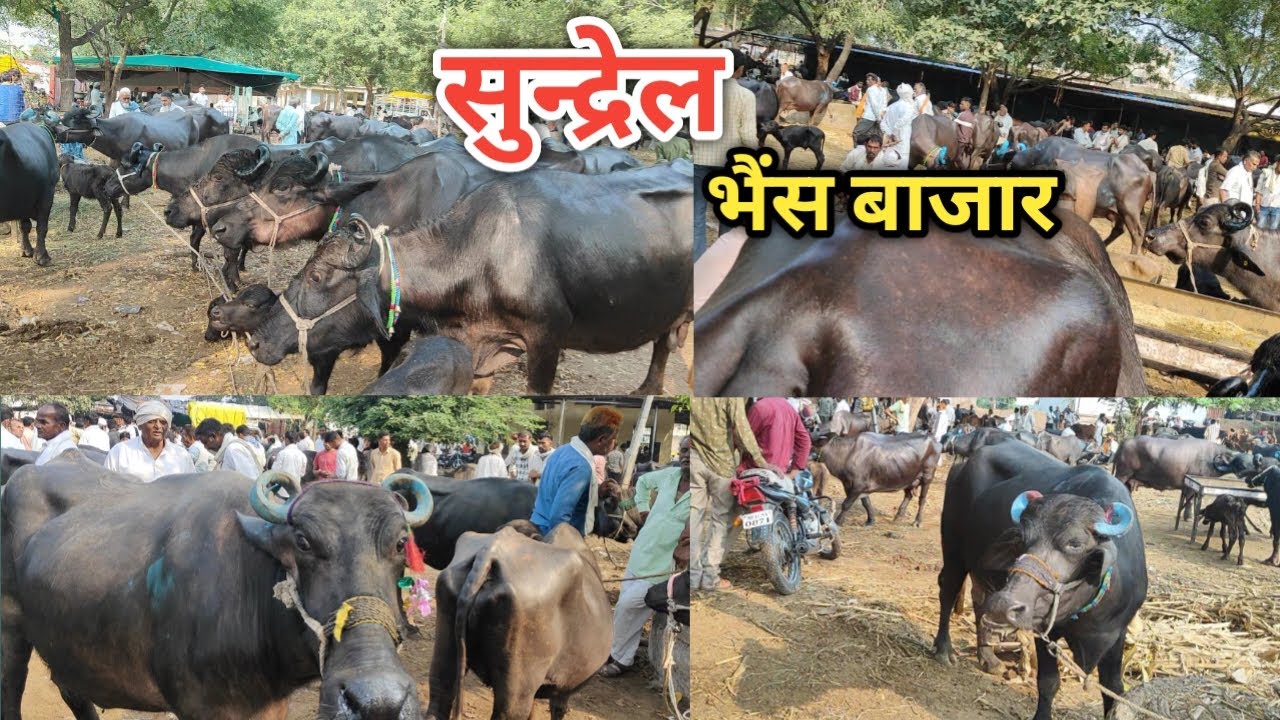 👌 #सुन्द्रेल_भैंस_बाजार की तनी और बाकड़ी भैंसों की कीमतें क्या है ? अच्छी नस्ल की दुधारू भैंसे 👍