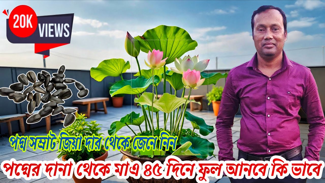 পদ্ম সাম্রাট জিয়া দার tips কিভাবে মাএ 45 দিনে দানার পদ্ম গাছ থেকে ফুল পাবেন/ Lotus plant care tips 