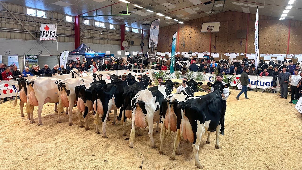 Concours de Vaches 🐄 Prim Holstein 44 / Lycée Saint Clair Derval