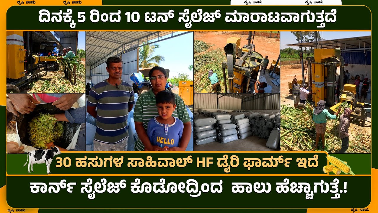 ಕಾರ್ನ್ ಸೈಲೆಜ್ ಕೊಡೋದ್ರಿಂದ  ಹಾಲು ಹೆಚ್ಚಾಗುತ್ತೆ.! ದಿನಕ್ಕೆ 10 ಟನ್ ಸೈಲೆಜ್ ಮಾರಾಟವಾಗುತ್ತದೆ. | SK Sailage