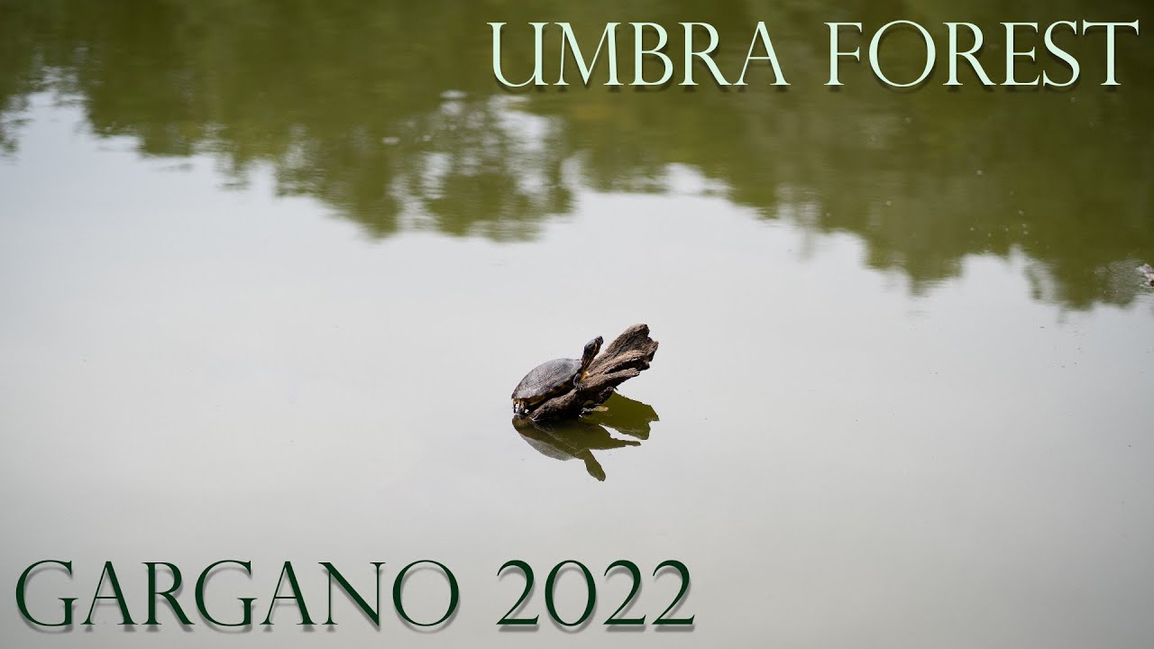 Umbra Forest: Discover The Hidden Treasures Of The Gargano Coast In 2022