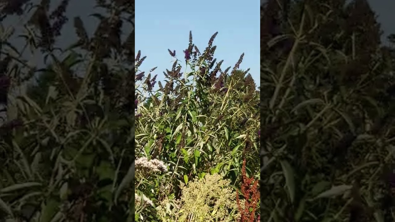 Wasserdost als Insektenweide