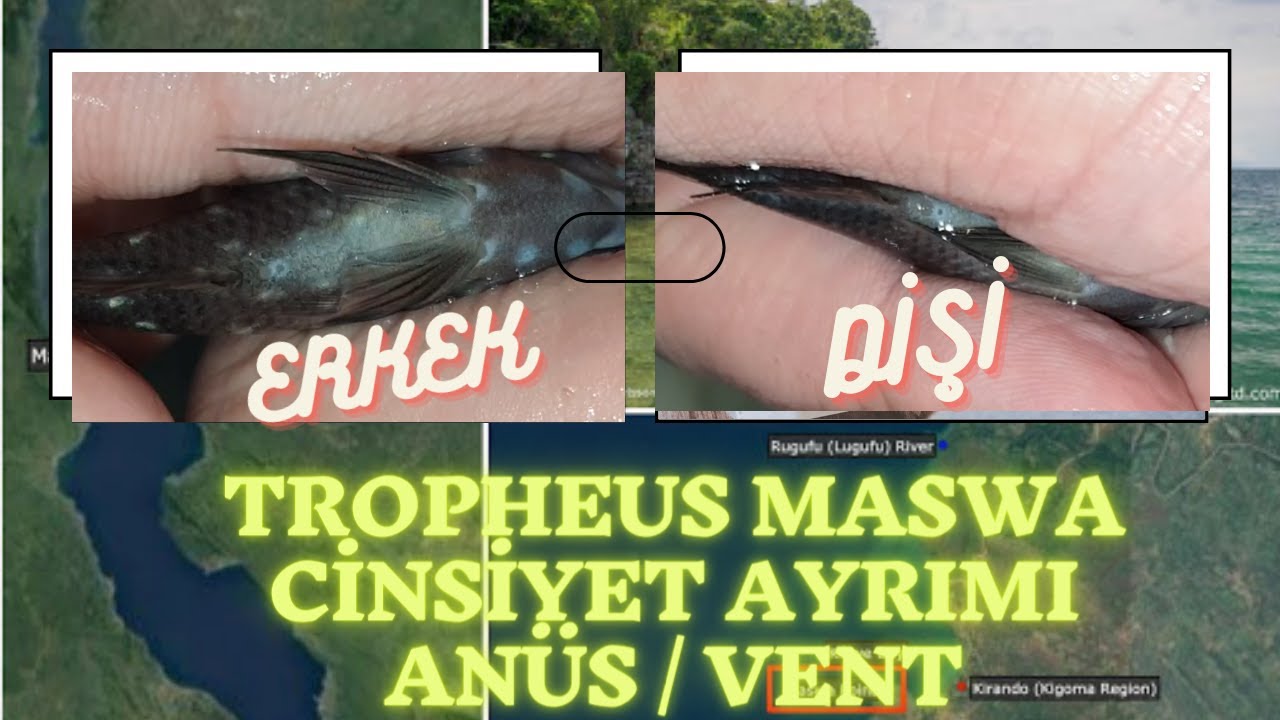 TROPHEUS DUBOİSİ MASWA DETAYLI CİNSİYET AYRIMI - ANÜS VENT KONTROLÜ