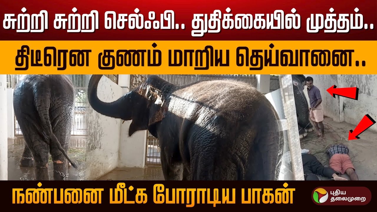 சுற்றி சுற்றி Selfie . துதிக்கையில் முத்தம்.. திடீரென தாக்கிய தெய்வானை.. நண்பனை மீட்க போராடிய பாகன்