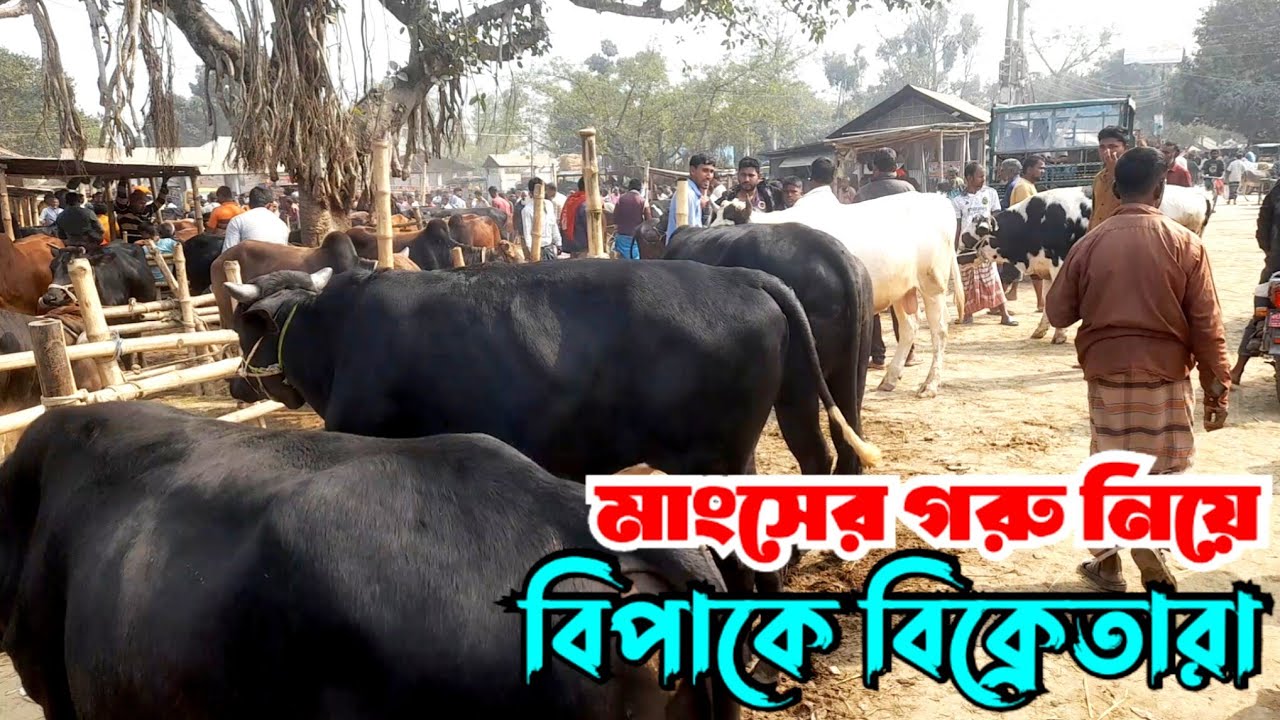 ৬ফেব্রুয়ারী ২০২৬ || বসুনিয়া হাটে মাংসের গরুনিয়ে বিপাকে বিক্রেতারা | cow market