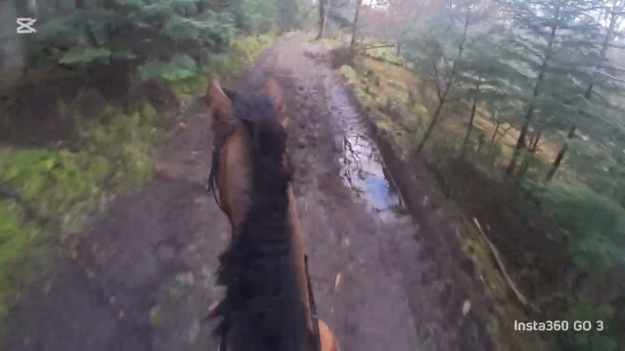 på torsdags tur med gæster???  #horse #equestrian #insta360 #riding #showjumping #goat
