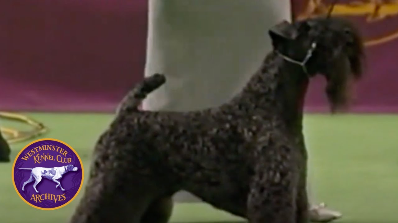 WKC Archives: Mick, The Kerry Blue Terrier