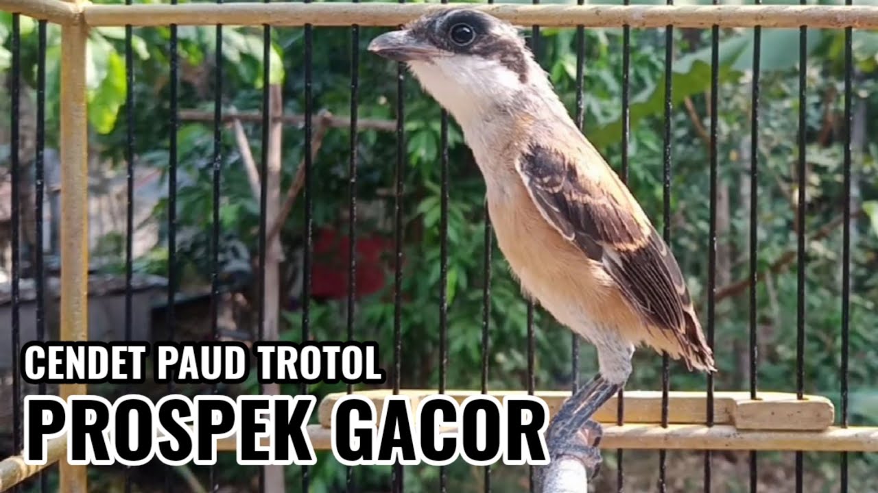 Suara Cendet Muda  Gacor Belajar Materi | Pancingan EMOSI Cendet Malas Bunyi