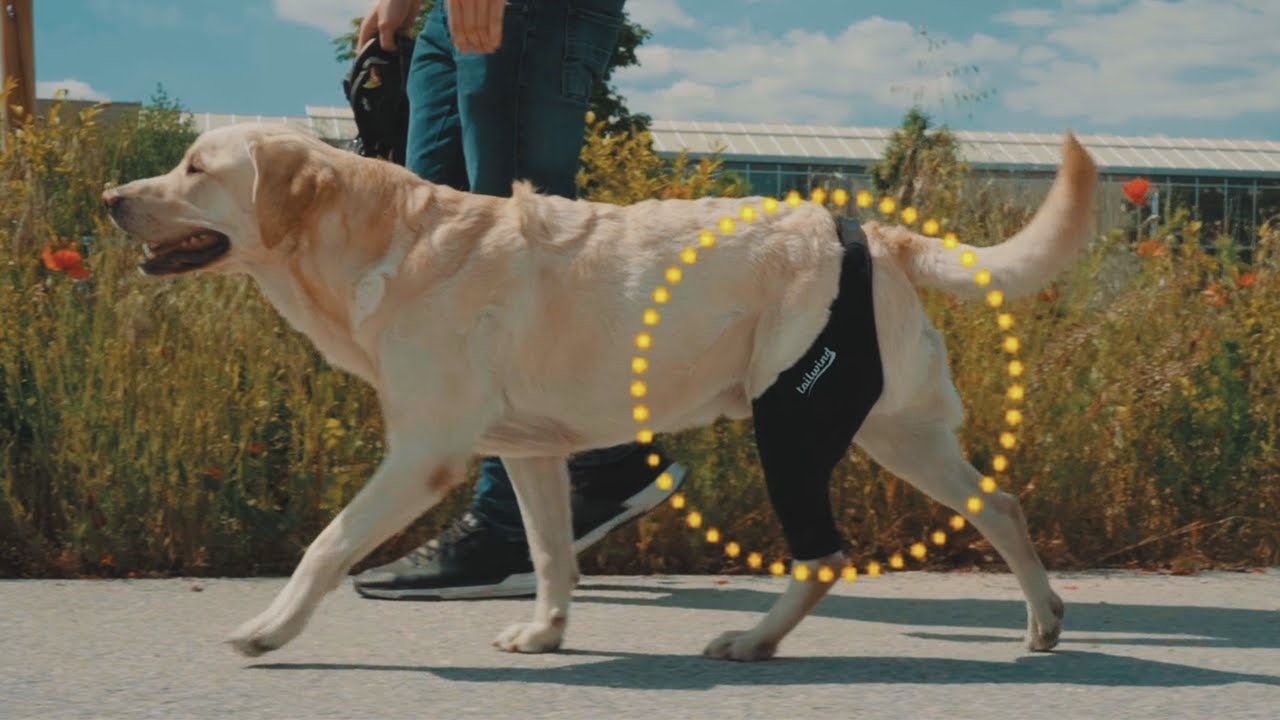 Tailwindpets Award-Winning Knee Brace for Dogs 🐕