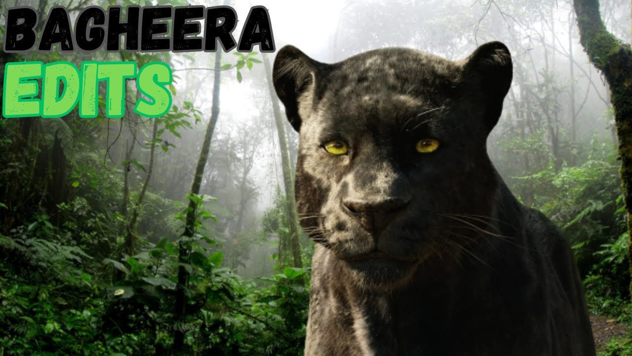 The Jungle Book Live Action Bagheera Edits