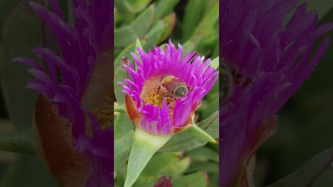 bee chilling in pismo
