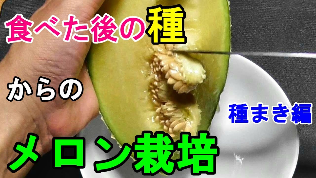 食べたメロンの種を鉢植え１　種まき～育苗