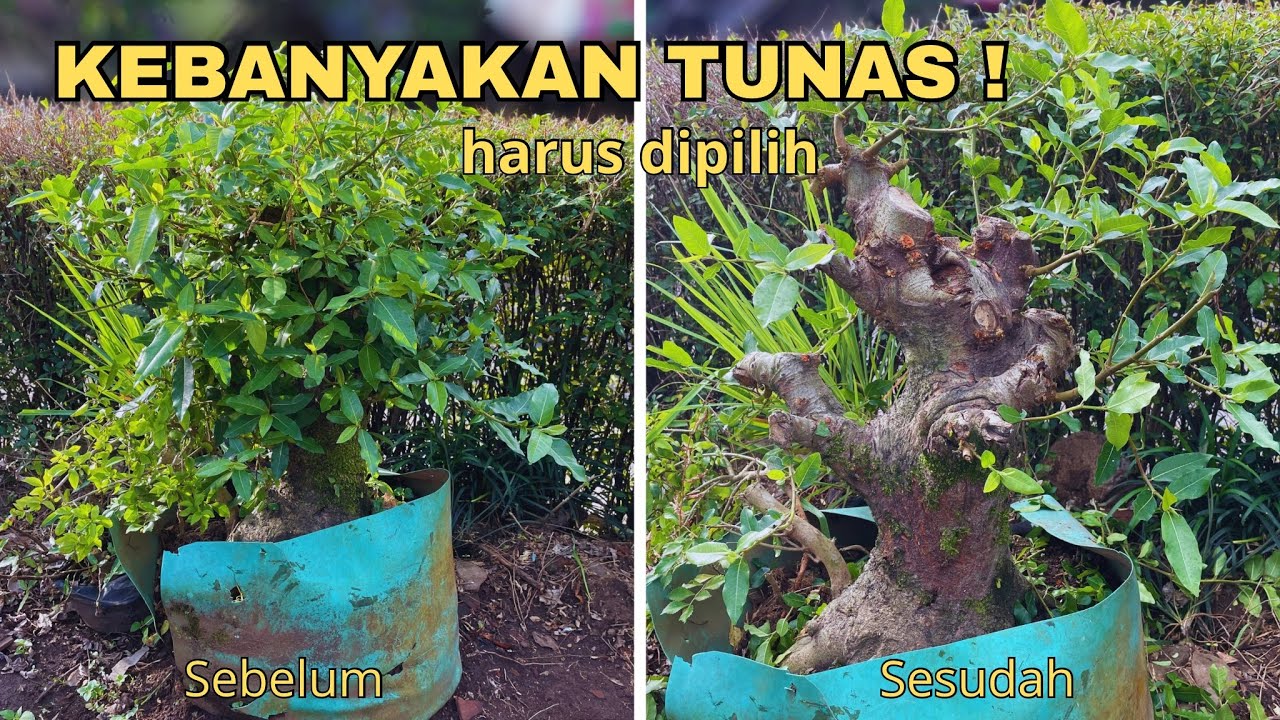 Cara Memilih Calon Cabang Pohon Loa Setelah Ground Tanam