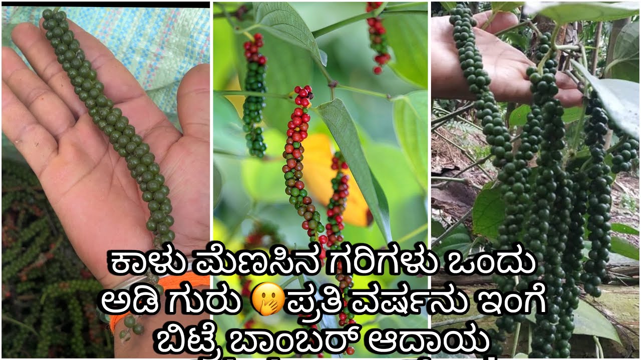 ಕಾಳು ಮೆಣಸಿನ ಗರಿಗಳು ಒಂದು ಅಡಿ ಗುರು 🫢ಪ್ರತಿ ವರ್ಷನು ಇಂಗೆ ಬಿಟ್ರೆ ಬಾಂಬರ್ ಆದಾಯ 🤑💰#blackpepper #farming 