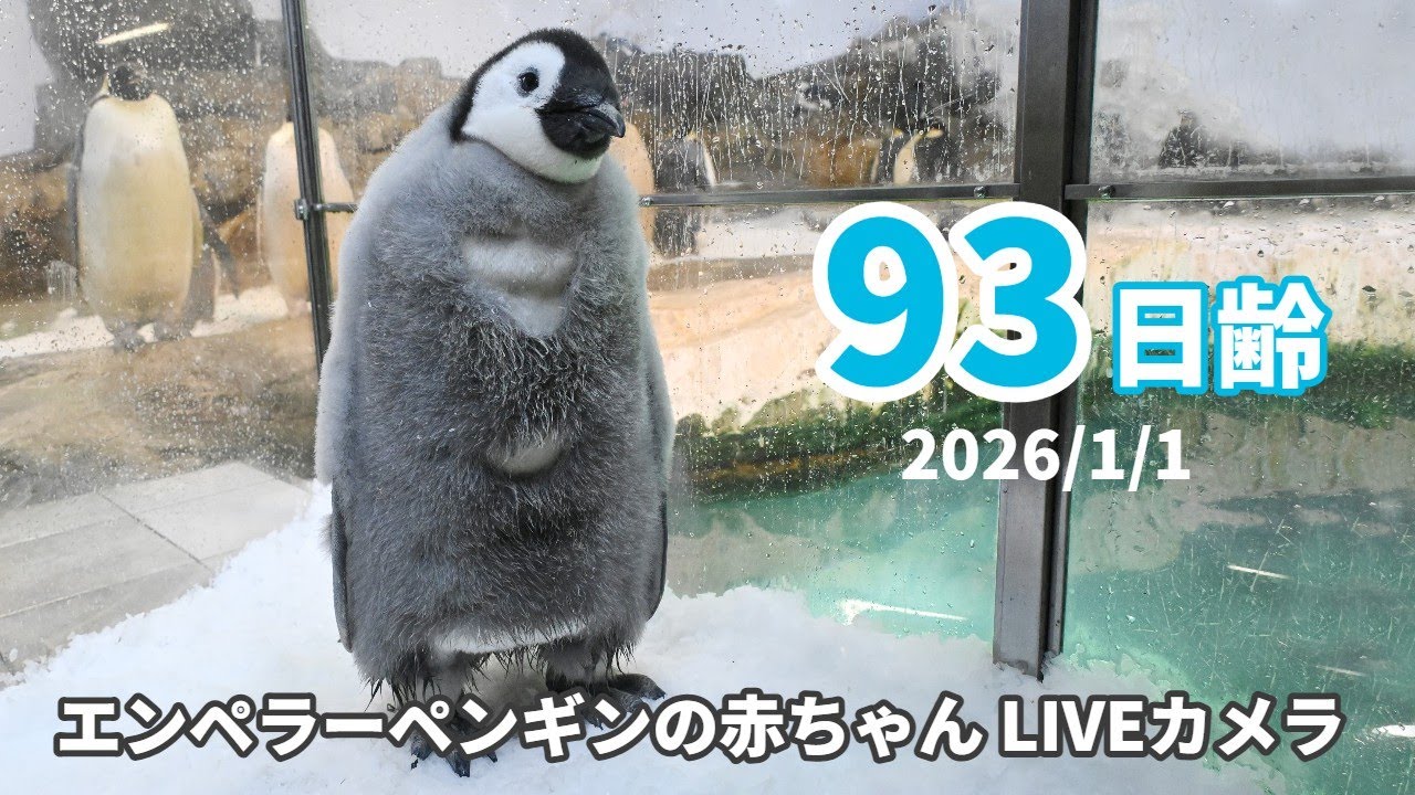 【アーカイブ】エンペラーペンギンの赤ちゃんライブカメラ（2026/1/1）