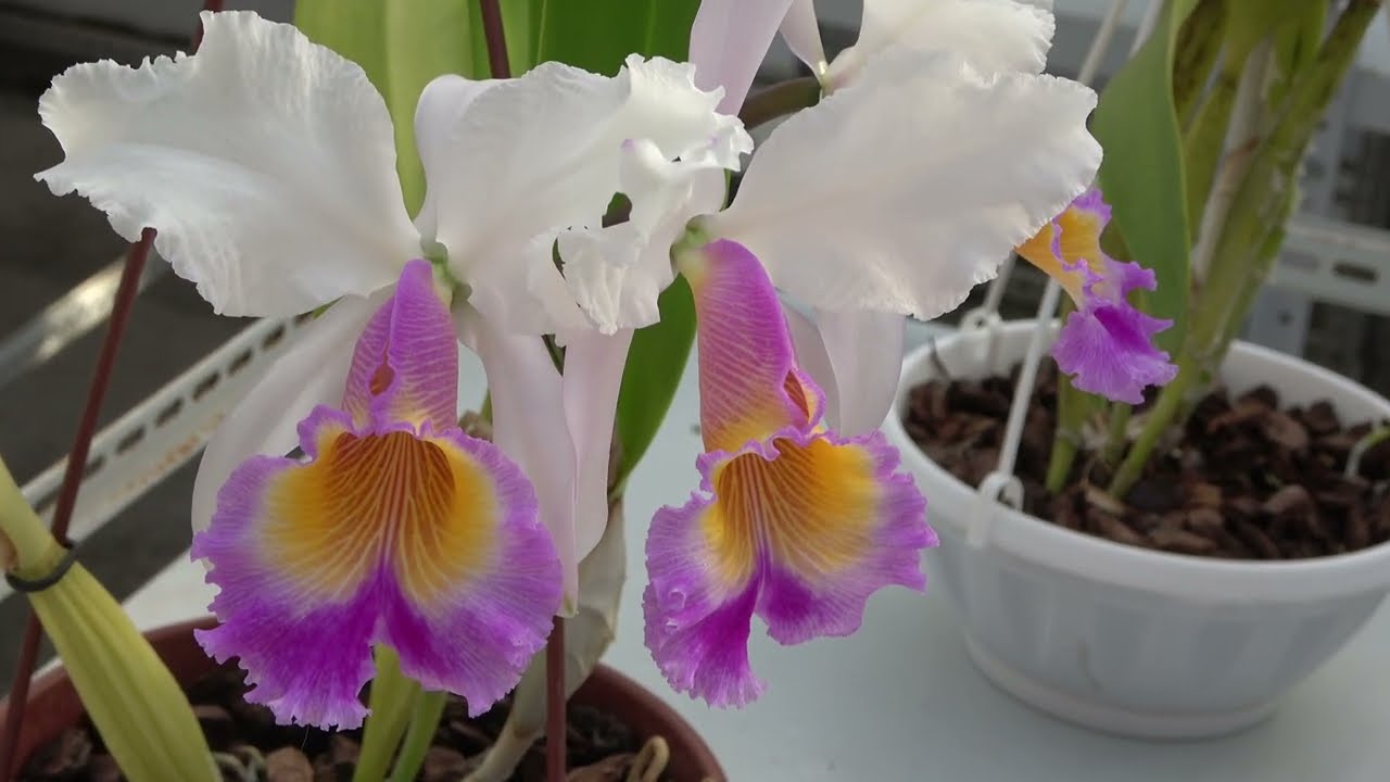 Цветение ноябрь 2022. C. Memoria Jeanne Nichols, C. Dinard 'Blue Heaven' , Cattleya  Fabia semi alba