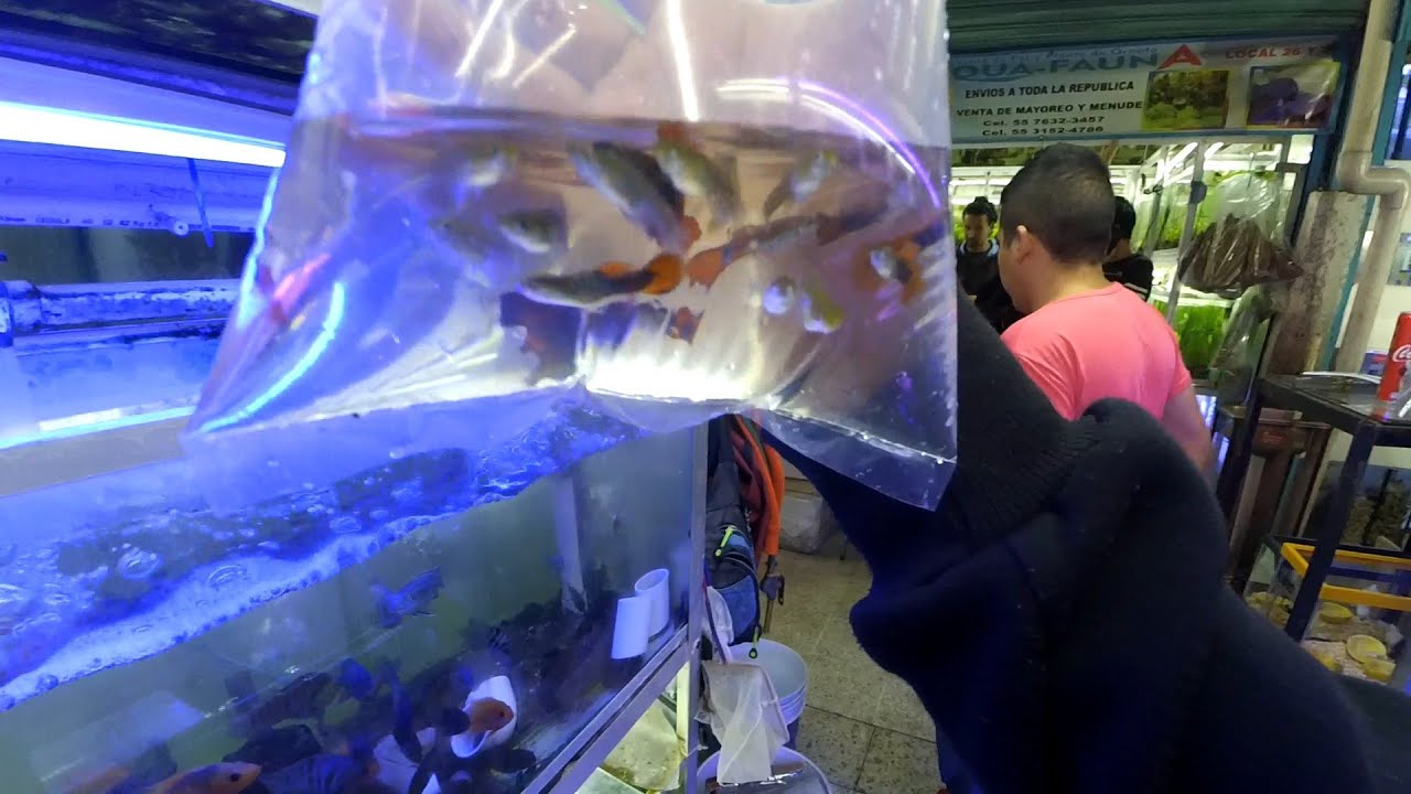 FUIMOS POR MIS NUEVOS GUPPYS AL MERCADO MORELOS - YayoVlogs