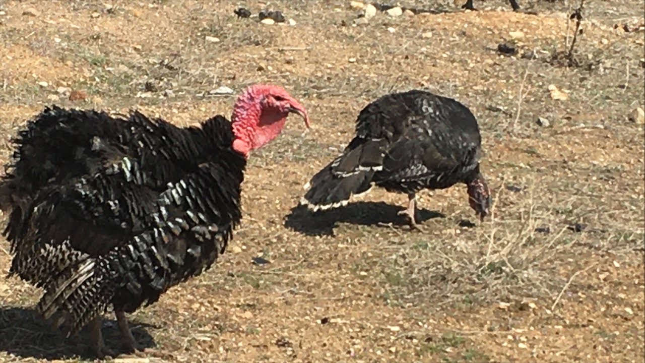 Hindiler Neden Ölür - Hangi Hastalıklardan Ölür - Canlı Soru Cevap