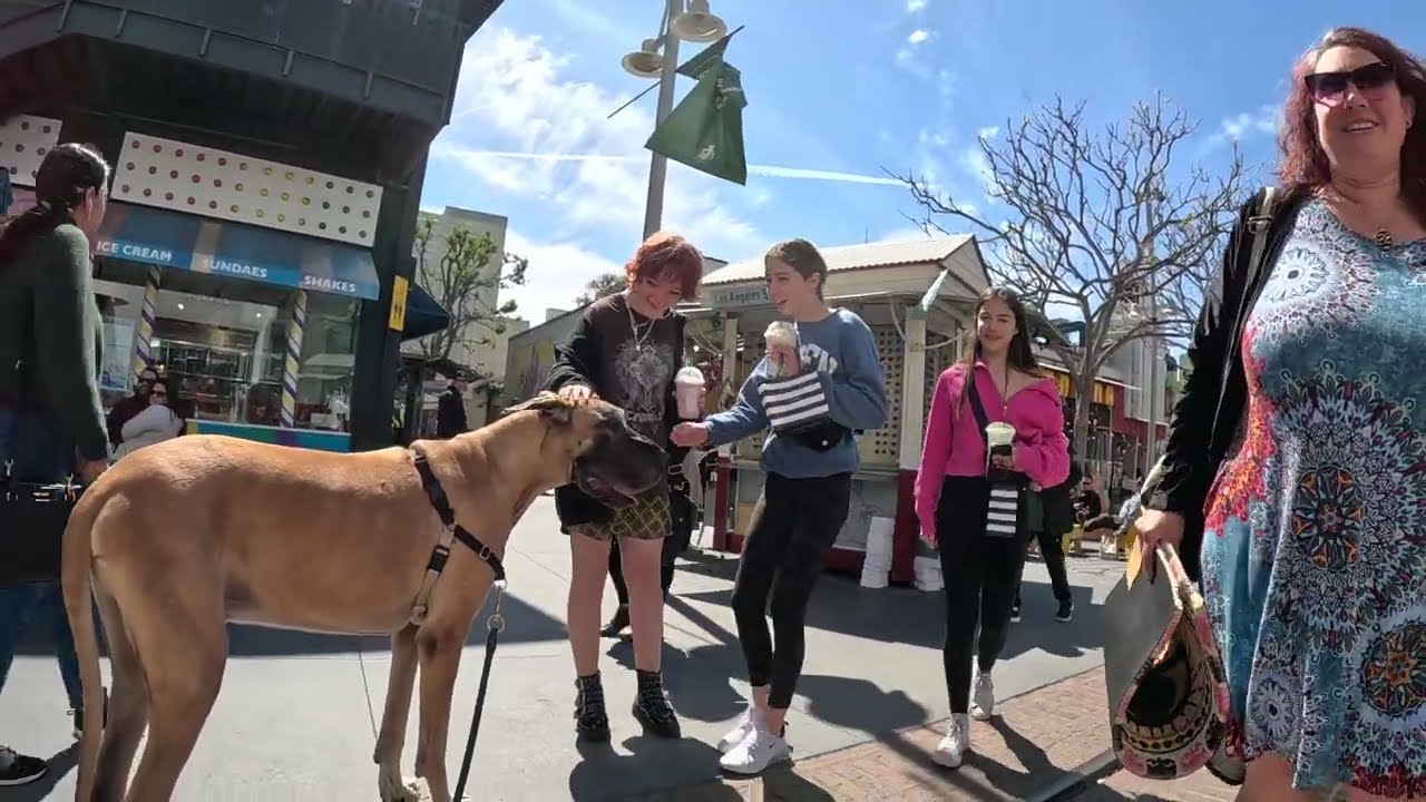 Cash 2.0 Great Dane at The Grove and Farmers Market in Los Angeles 47