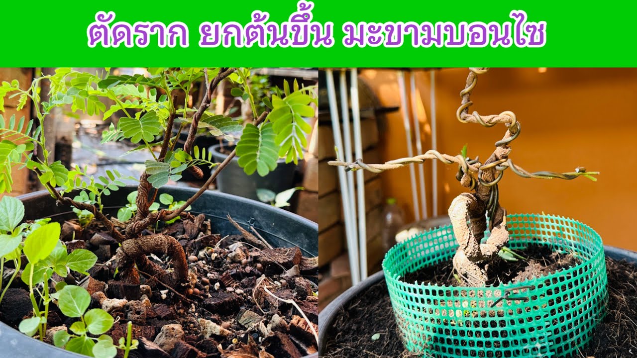 ตักราก ยกต้นขึ้น เข้าลวดใหม่ | Tamarind bonsai