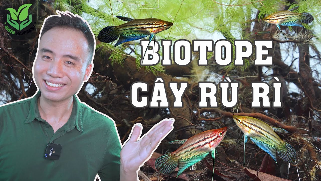 Trải nghiệm làm bể Biotope cây 