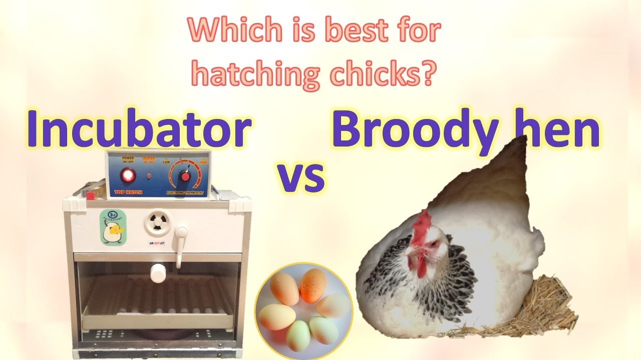 Incubator vs hen - which is best for hatching chicks?