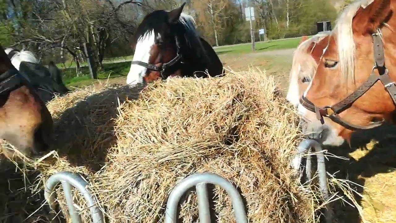 Co jedzą konie ? Konie