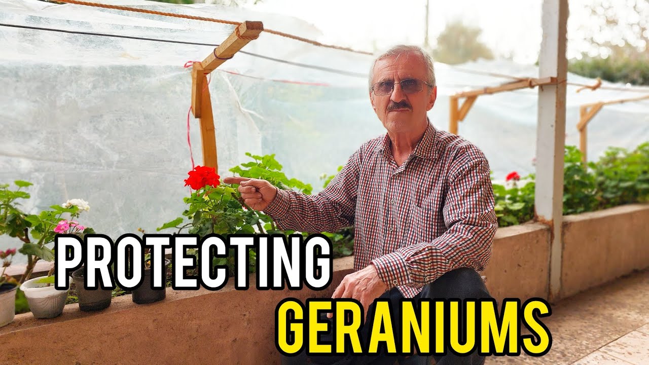 Protecting Our Garden Geraniums: The Cozy Winter Shelter We Build Every Fall