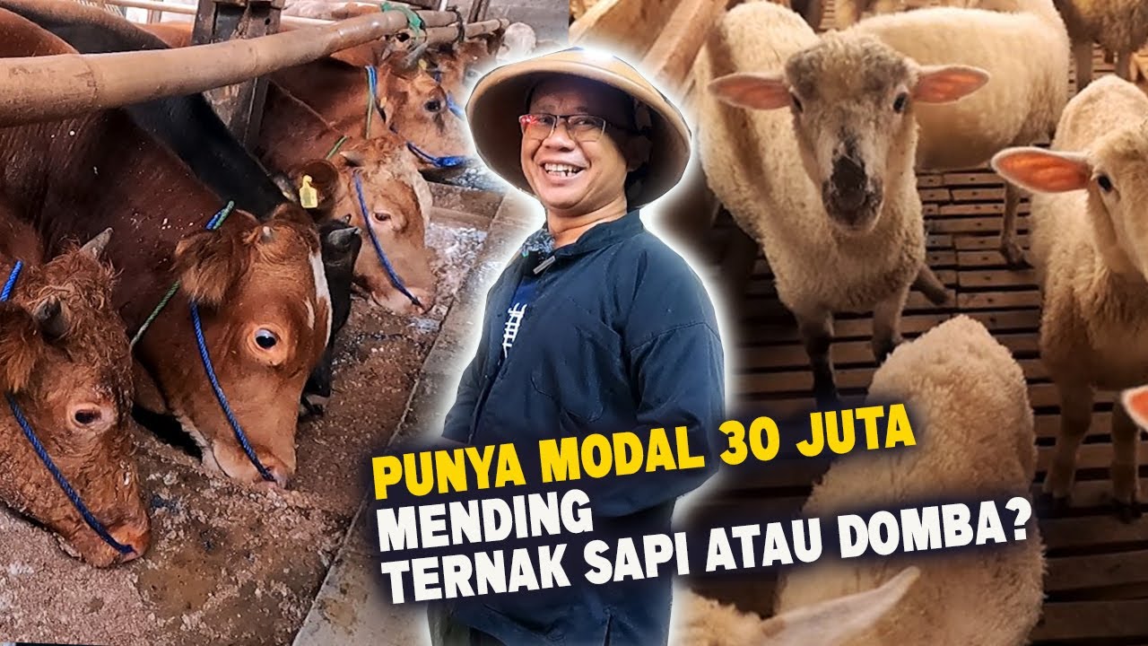 Punya Modal 30 Juta❗ Mending Ternak Sapi Atau Ternak Domba