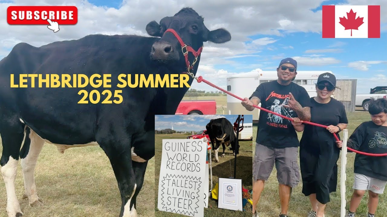 The Summer of Lethbridge Alberta | Farming Smarter | World Tallest Living Steer | #trendingvideo 