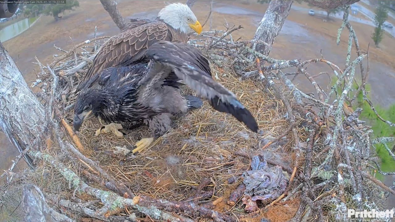 SWFL EAGLE CAM 2026.1.31 ☔As the cold rain fell, Mum snuggled up close.