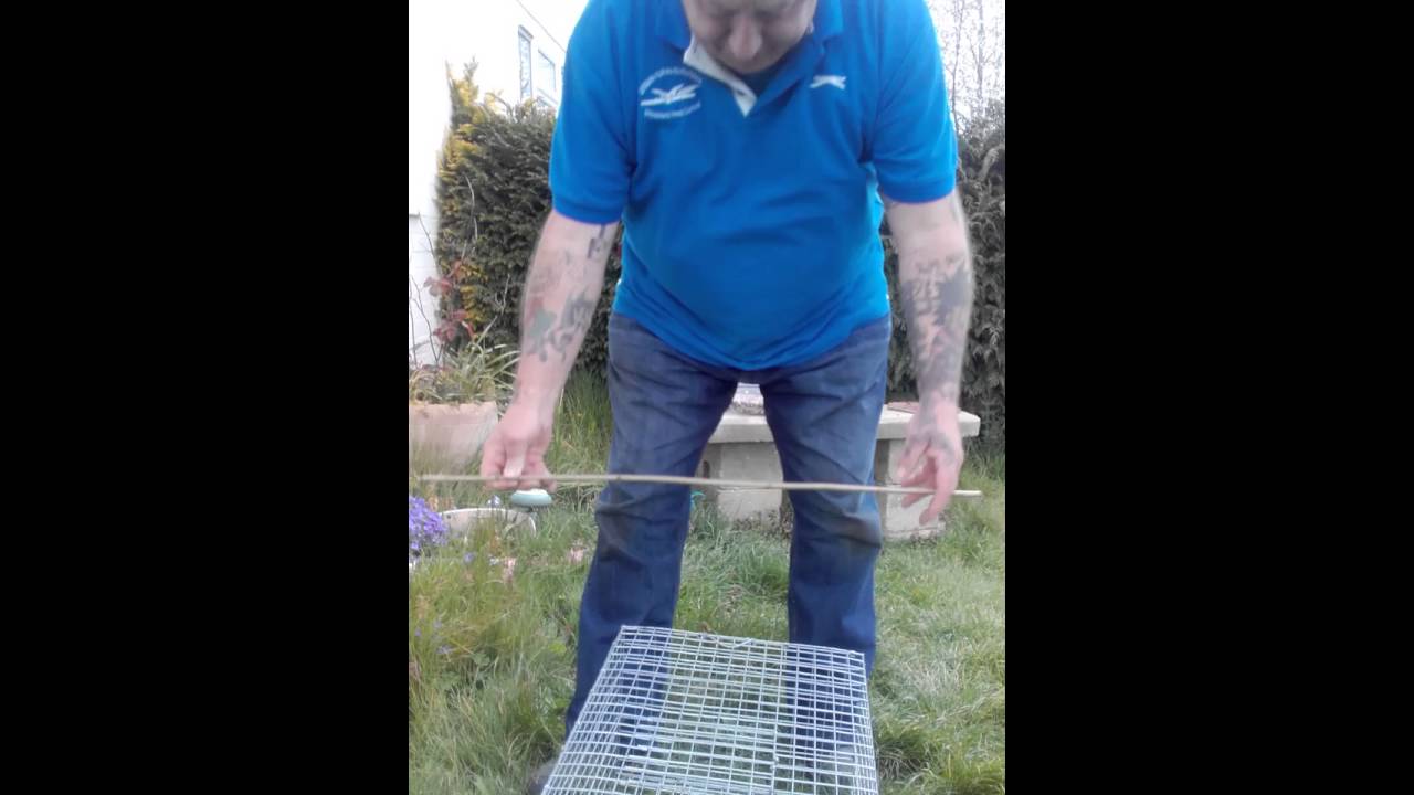Pigeon,  dove, feral, wood, catch alive trap, multi catch, how to catch.