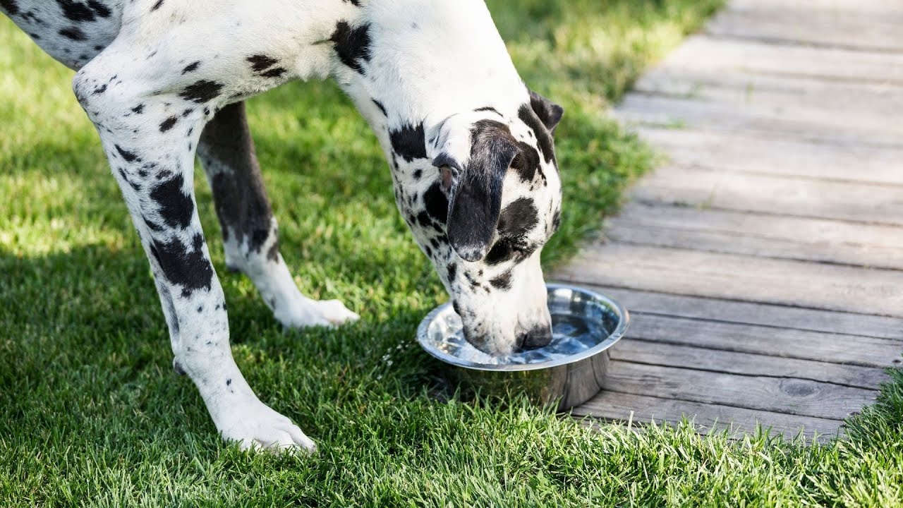 Understanding Great Dane Breed Standards