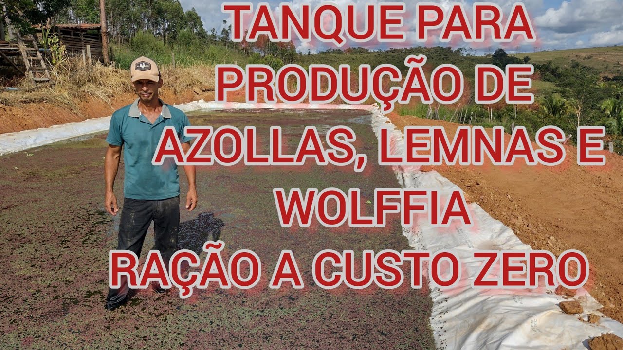 tanque fácil e barato para produção de plantas ; azollas , lemnas ( lentilhas d'água) e wollfia.