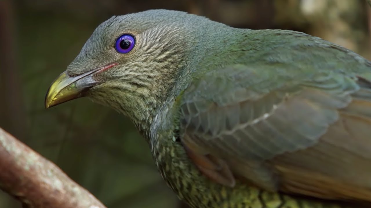 Odd Bird Seduction Techniques | Life Story | BBC Earth