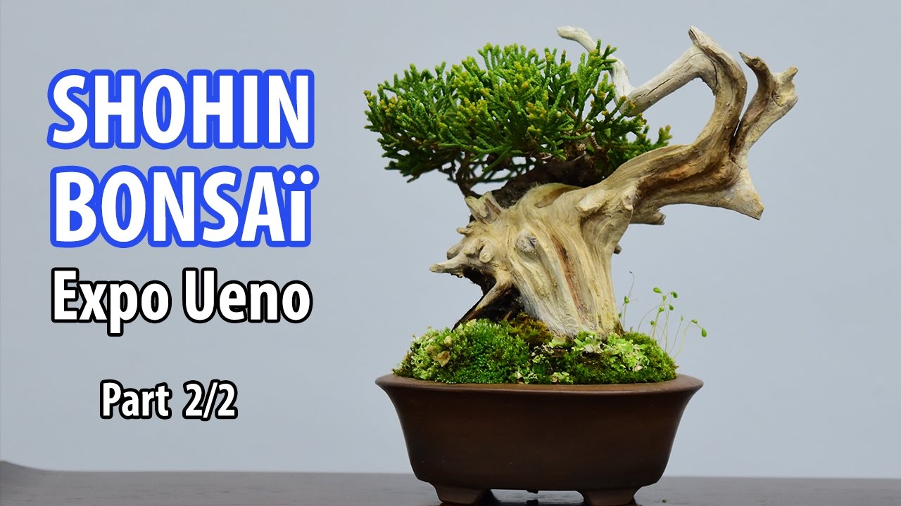Bonsai Shohin Expo (2/2)
