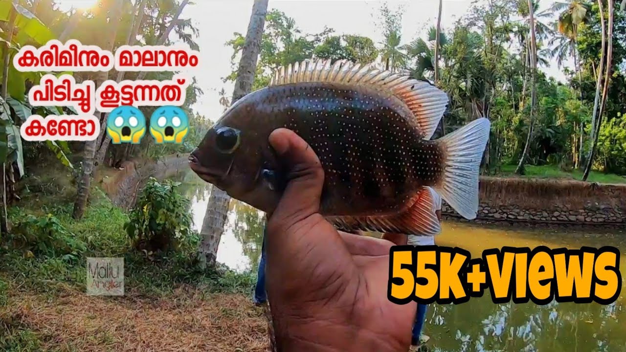 കരിമീനും മാലനും ഒക്കെ ഇതുപോലെ ഒന്ന് പിടിച്ചു നോക്കു |catching mullet fish and pearlspot