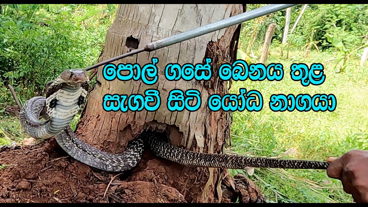The giant cobra hiding in the trunk of the coconut tree