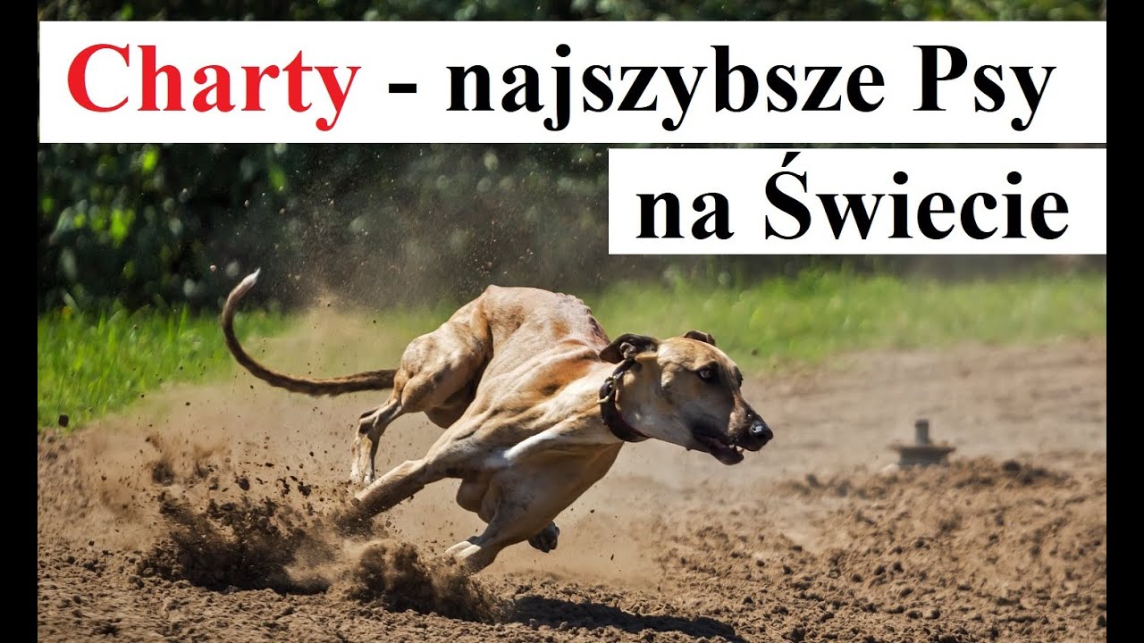 Charty - najszybsze Psy na Świecie