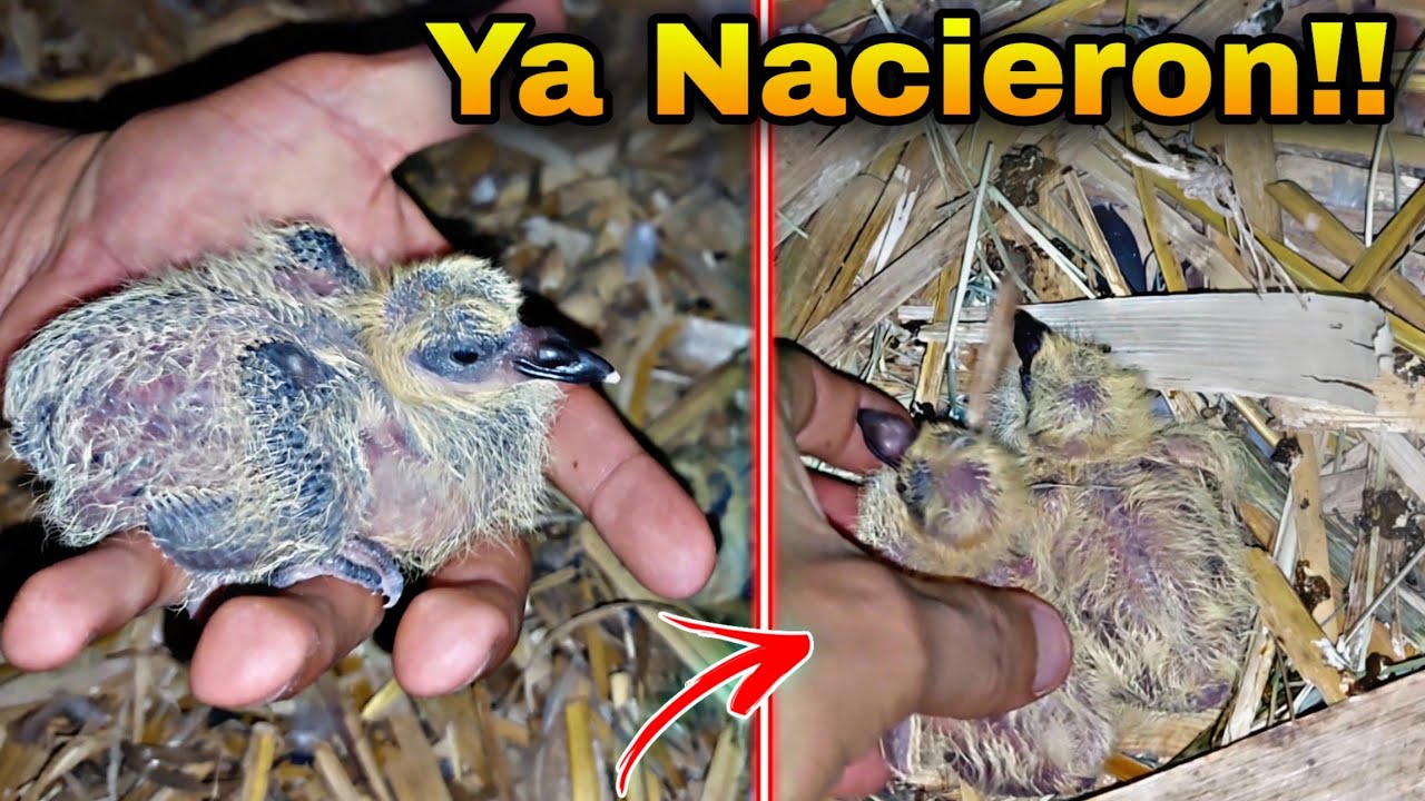 Asi Nacen las Crias De Palomas! Volko ya es Papa.