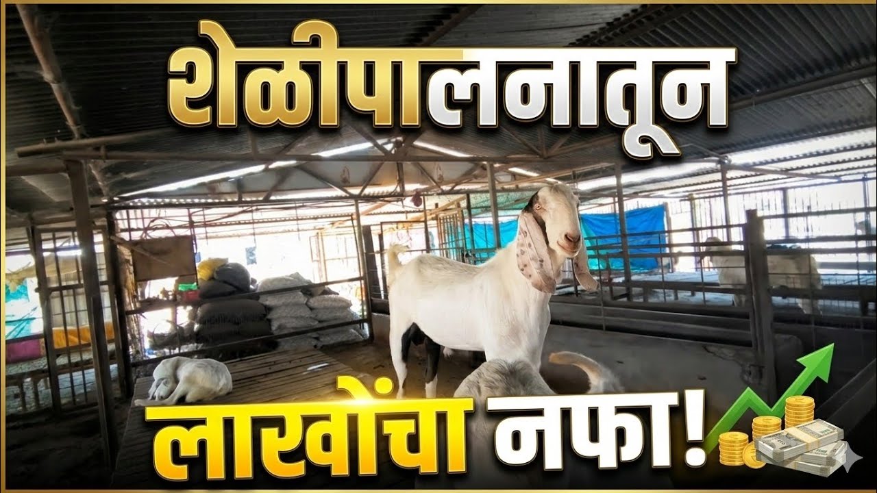 शेळीपालन कसे सुरू करावे? | Goat Farming Business Bokad Palan Mahiti #शेळीपालन#Shelipalan