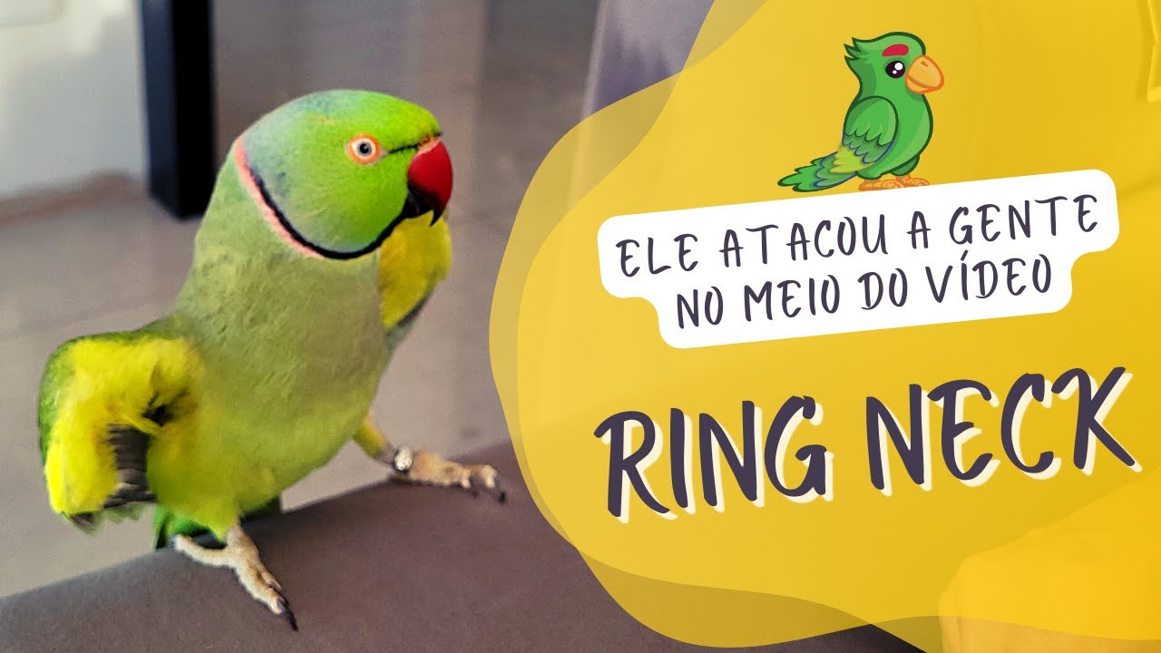 RING NECK FALANDO E BRINCANDO | FANNY - UDP