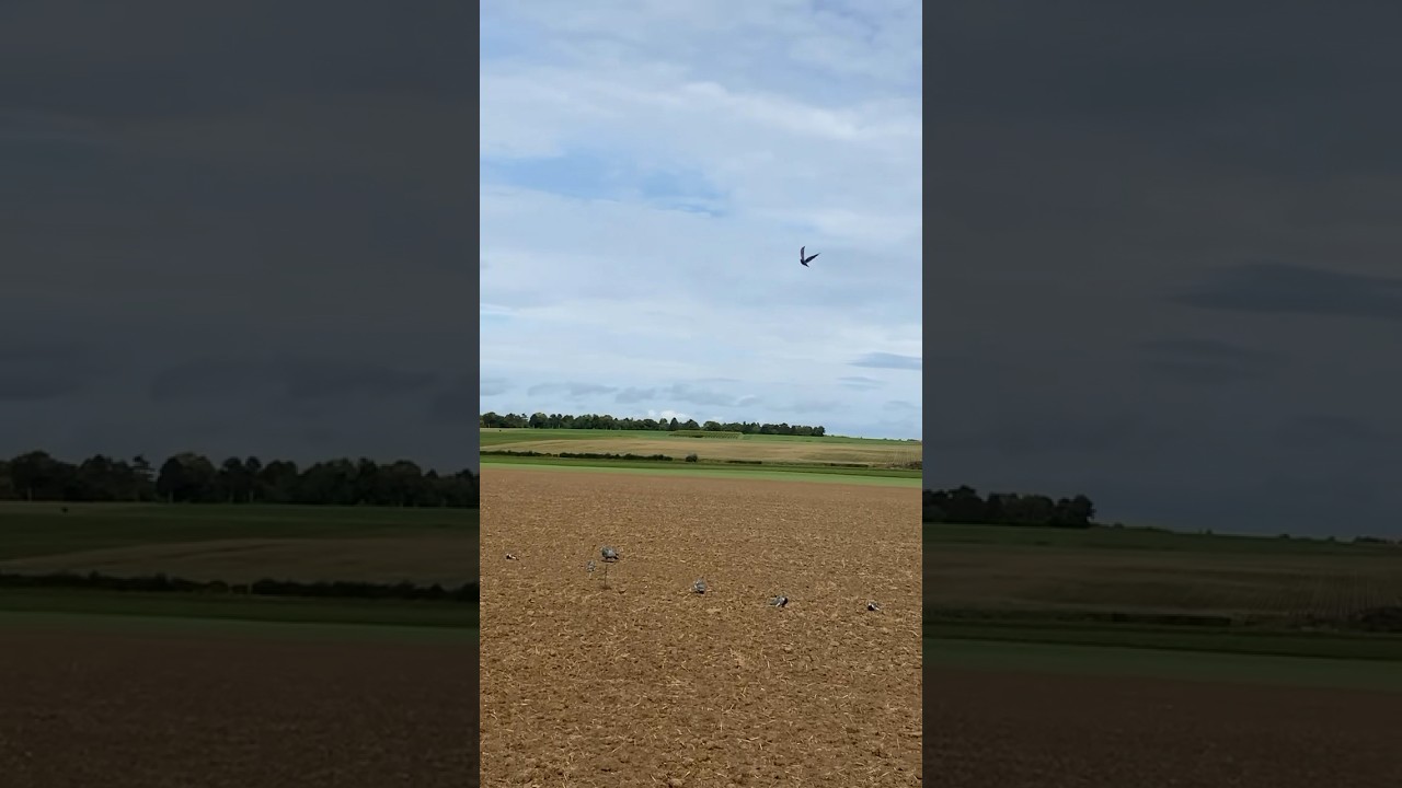 Chasse pigeon ramier plaine